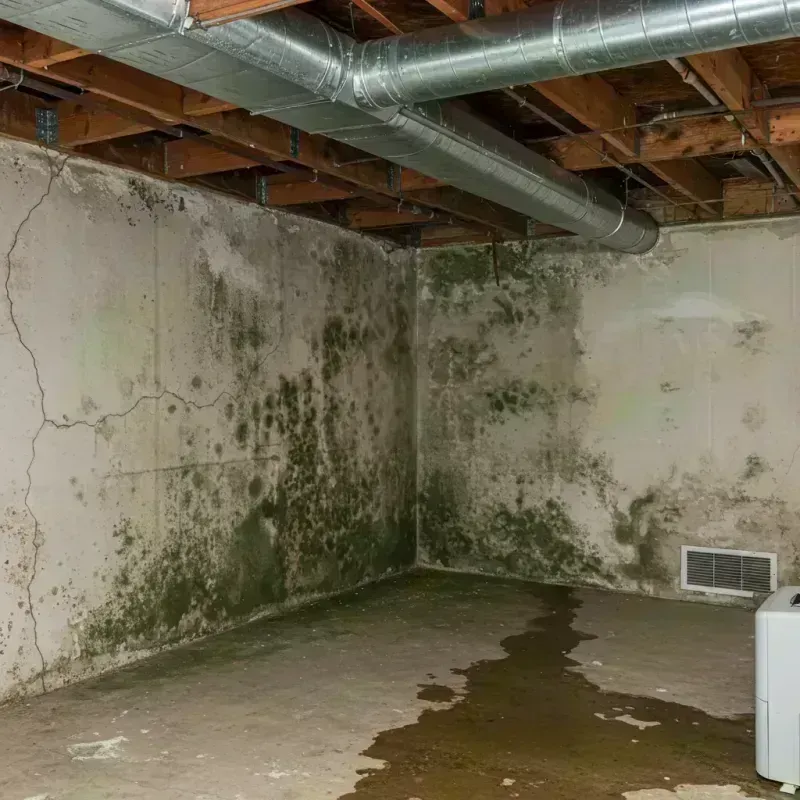 Professional Mold Removal in Atlanta, IL